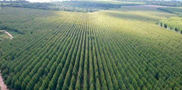 EUDR欧盟零毁林法案对出口原料申报披露注意事项