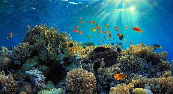 OBP海洋塑料对塑料海洋垃圾环境生态回收申请流程步骤清单