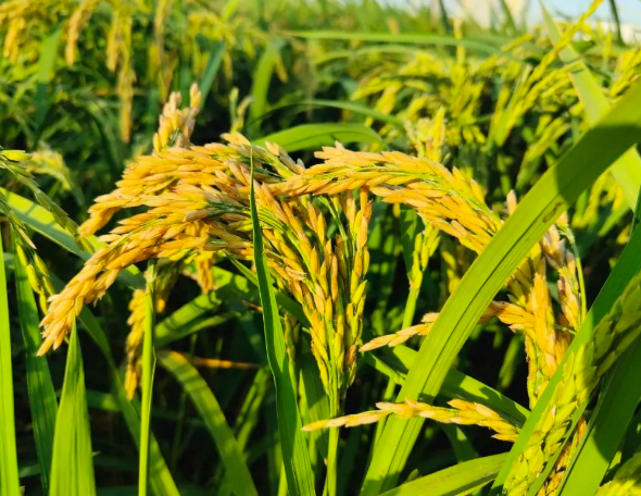 Regenagri认证后对农场供应链种植监管措主要包括范围标准