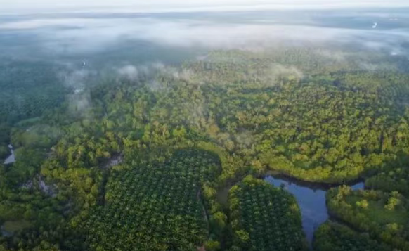 eudr欧盟零毁林法案对申报责任主体分类标准规范