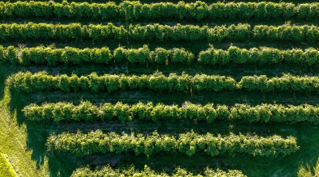 RSPO​棕榈油认证对棕榈油加工企业证书交易事项要求