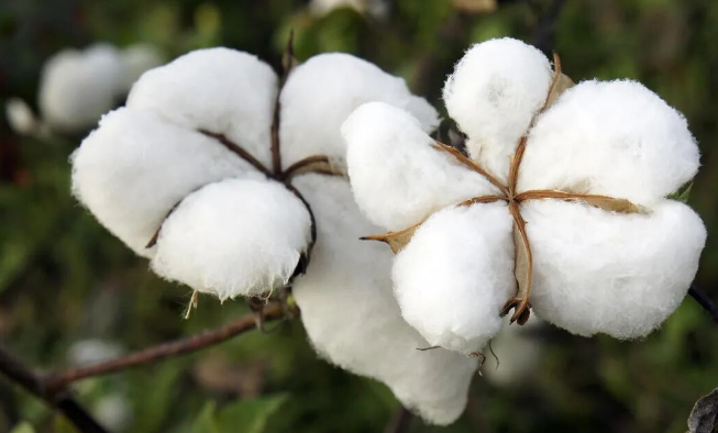 BCI良好棉花对纺织服装行业审核文件清单规范要求标准