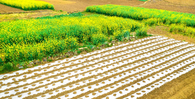 RegenAgri认证​对农产品种植有效降低种植过程中碳足迹