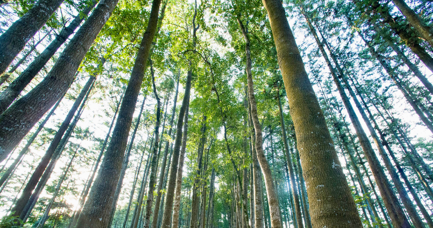eudr认证对环境可持续林地保护标准需要注意事项